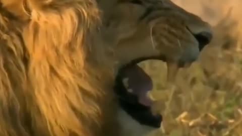 Lion laughing meme