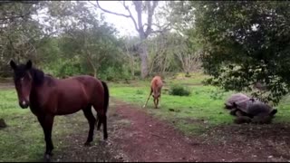 Horse and foal casually graze alongside giant Galapagos tortoises