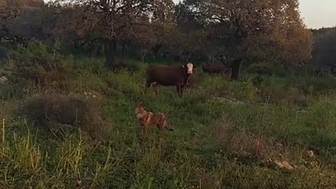 Brown dog chases calf mom cow comes to defend it
