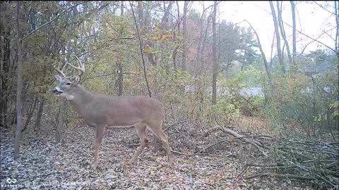 Backyard Trail Cams - Monster Buck