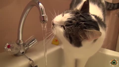 CAT IS DRINKING WATER FROM THE TAP