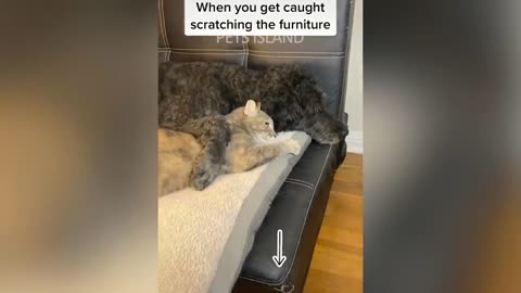 Funny Dogs And Cats Reaction - Funniest Pets Video 2020