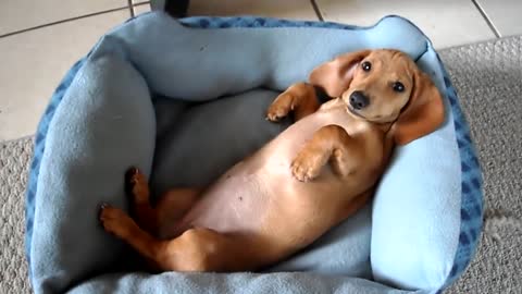 Peanut, the mini dachshund, trying to wake up (1)