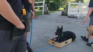 The Puppy Merry-Go-Round