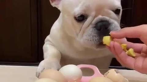 Dog eating eggs 👏