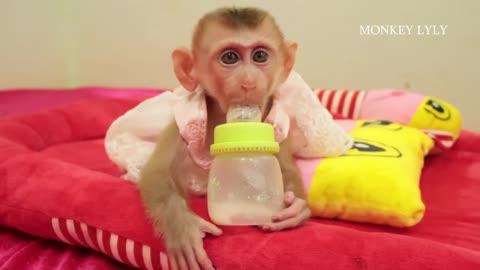 baby monkey favorite big bottle