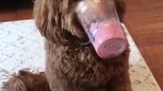 Brown dog holds cup full of red smoothie on nose while eating it