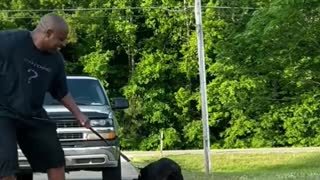 5 month old Cane Corso doing a review and hit.