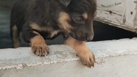 Puppy playing - 2