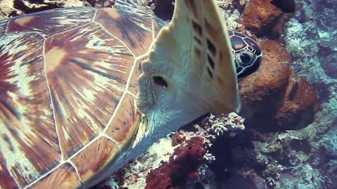 Underwater Marine Life ~ Sea Turtles,