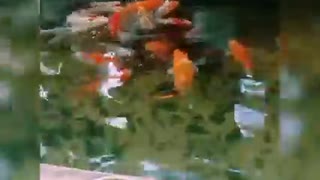 Koi fish pond (50)