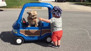 Toddler pushes dog in his toy car
