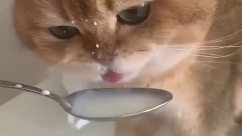 Cute cat baby drinking water much funny videos