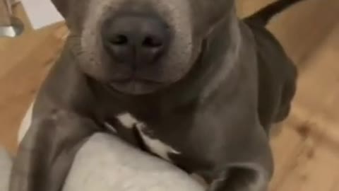 Funniest Dog Videos - Watch her reaction to being call beautiful