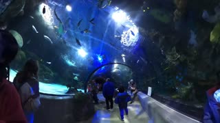 Blasian Babies Family Visit The Virginia Aquarium In VA Beach, Part 1 (GoPro Max)