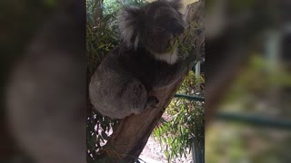 cute little koala eats
