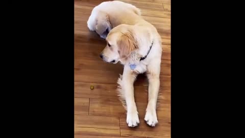 Dog vs Puppy: Golden retriever dog tries to guard the dropped pickle from puppy who wants to eat it