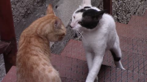 friendship of a cat