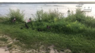 Birds of Nature: Baby Turkeys!