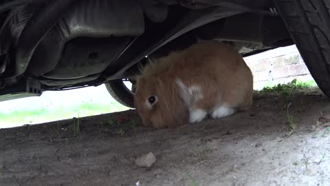 When your bunny digs a tunnel under your car