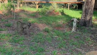 Baboons Follow Nervous Resort Guest