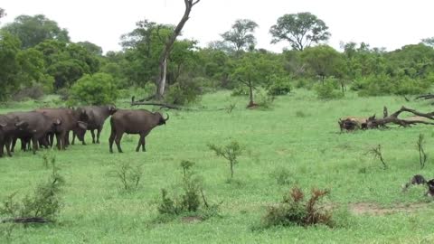 Fearless Lion Attacks Buffalo Herd ALONE!!