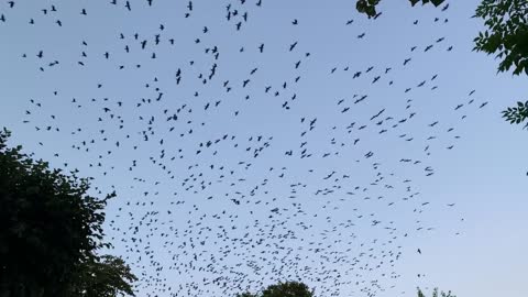 Nature birds in space