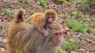 Baby monkey cute animals #4