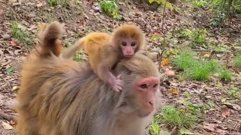 Baby monkey cute animals #4