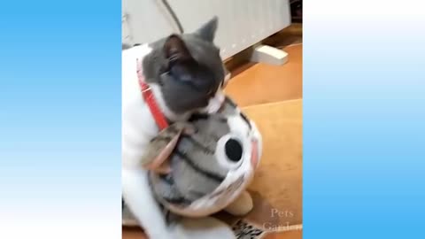 Funniest 😻 Cats and 🐶 Dogs - Awesome Funny Pet Animals' Life Videos 😇