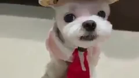 Funniest Puppy In Costumes 2021 🐶 📷 - Funny Animal Videos