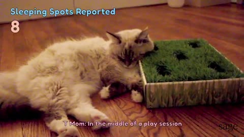 ADORABLE Siberian Cat Sleeping All Day, Everyday