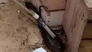 Watch how a huge Cobra snake was caught inside a house