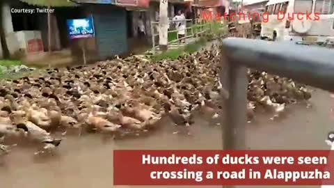 Marching Ducks