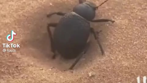 Beatle stuck in sand 4×4 style