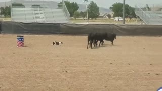 Zane Training on Sour Cattle Trials