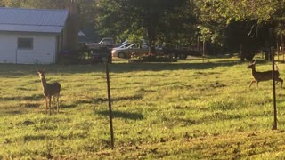 Deer Jumps into Fence