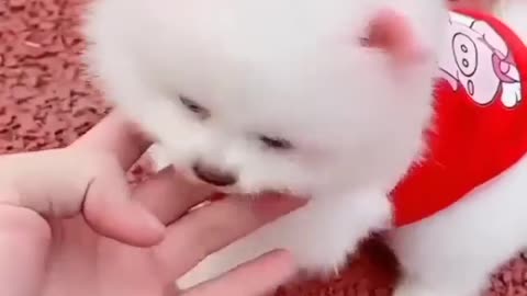 Cat playing very beautiful