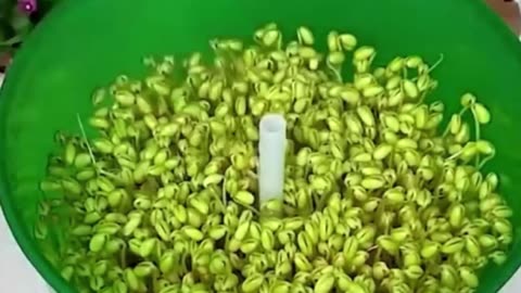 Bean Sprouts Machine