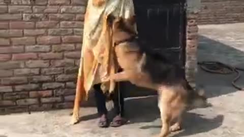German shepherd ghost mask prank ||dog Prank