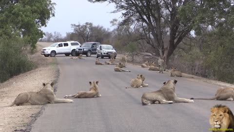 Largest Lion pride ever blocking road in karugar park