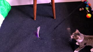 Cute Cat Plays with Feather Toy