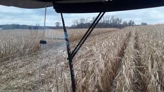 Gleaner R52 2020 corn harvest