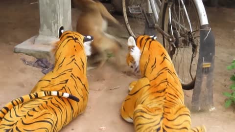 Tiger Prank dog vs Tiger