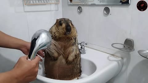 Marmot being cleaned