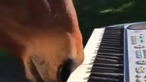 Horse playing with keyboard