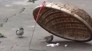 Birds love