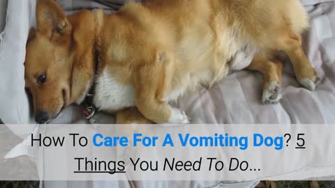 How To Care For A Vomiting Dog_ 5 Things You Need To Do...