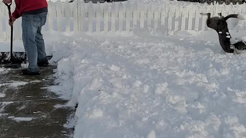 Doggie Does Flips Trying to Catch Flying Snow