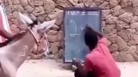 Donkey's best performance in school